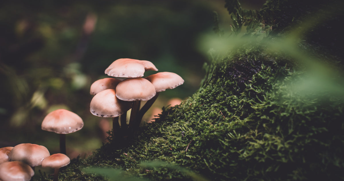 4 Amazing Mushroom Health Benefits For Your Well Being Gaia Herbs