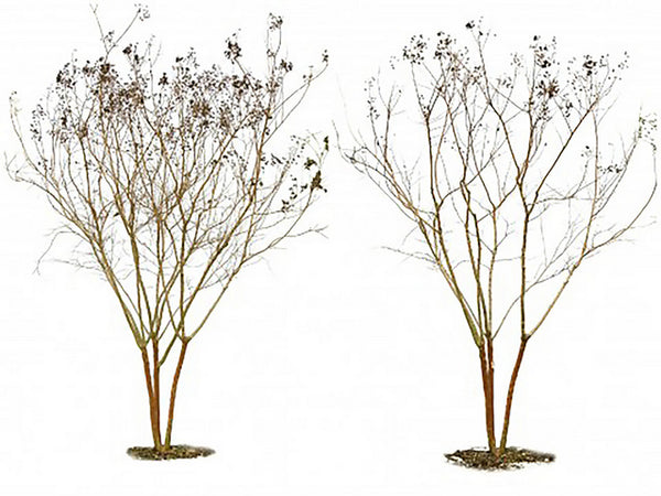 Pruning Crape Myrtles How To Keep Your Crape Healthy Fastgrowingtrees Com