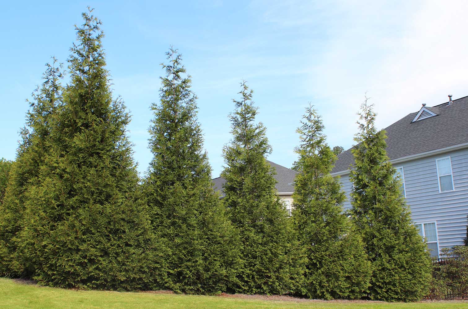 Plant Care 101 Thuja Green Giants Fastgrowingtrees Com
