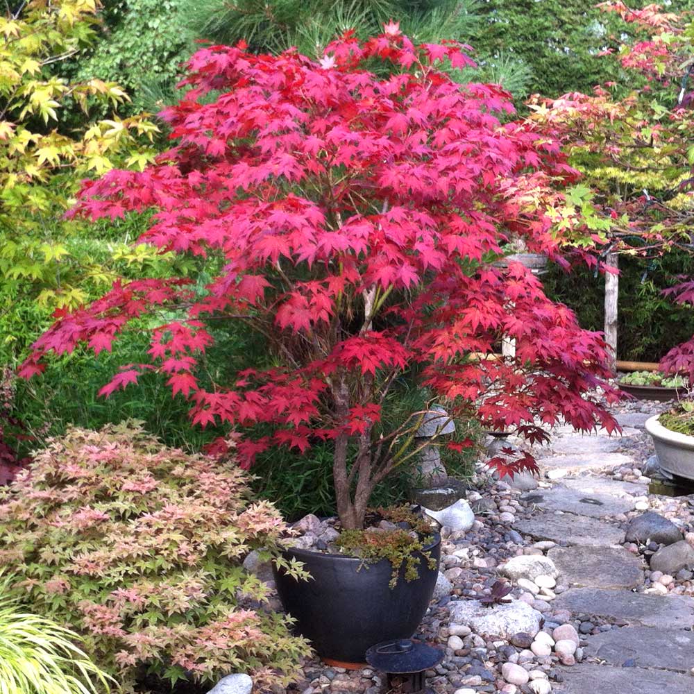 #1 - Bloodgood Japanese Maple Tree