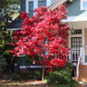 Bloodgood Japanese Maple Tree