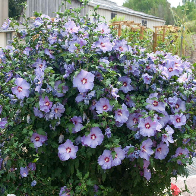 Bluebird Rose Of Sharon Hibiscus Shrubs For Sale Fastgrowingtrees Com