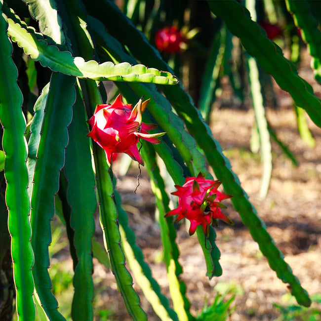 Dragon Fruit Cactuses Fastgrowingtrees Com