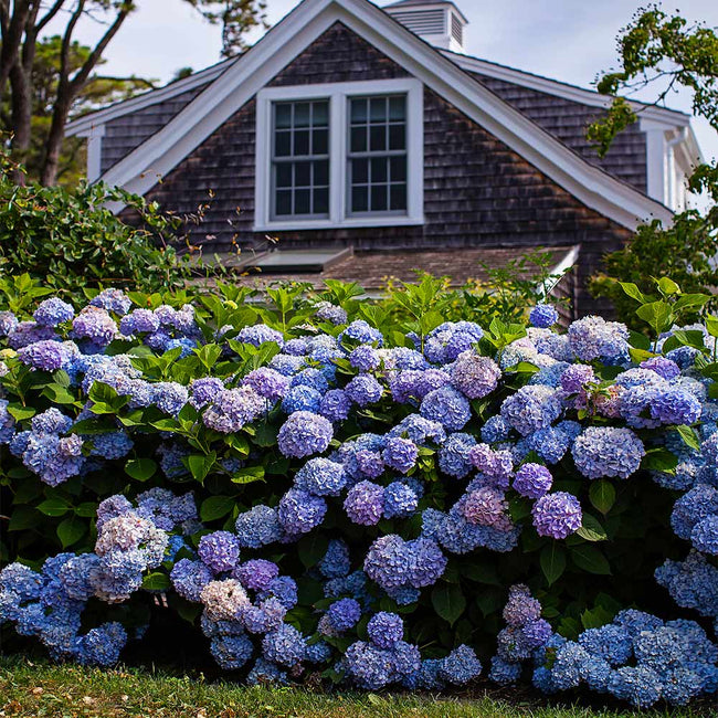 Endless Summer Hydrangeas For Sale Fastgrowingtrees Com