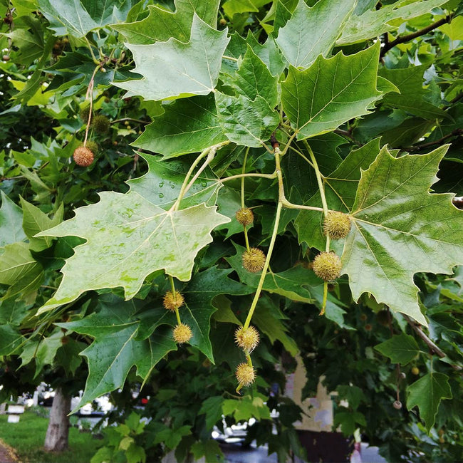 Exclamation London Planetrees For Sale Fastgrowingtrees Com