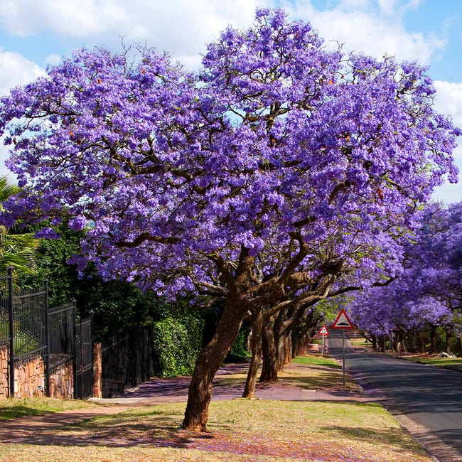 Jacaranda Trees For Sale Fastgrowingtrees Com