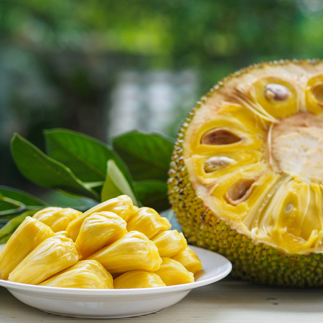 Jackfruit Trees For Sale Fastgrowingtrees Com