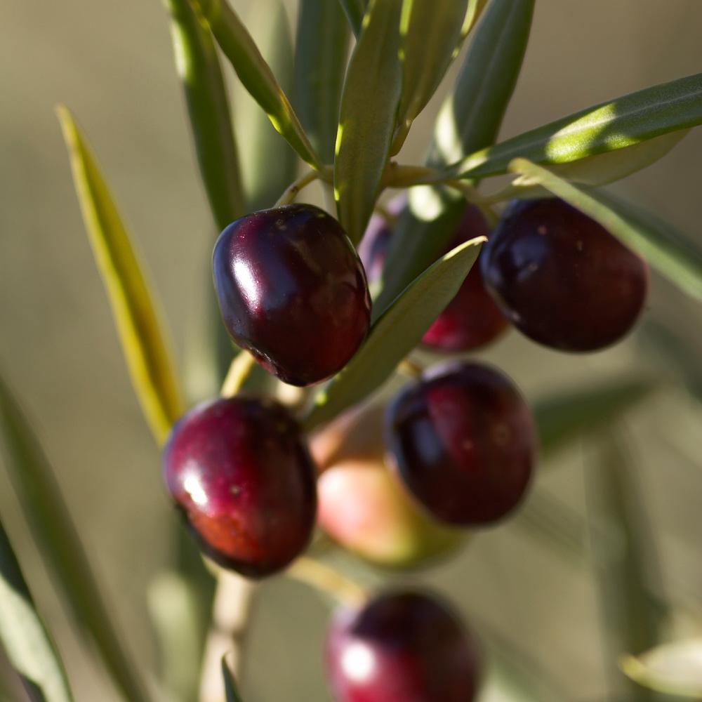 #2 - Koroneiki Greek Olive Tree