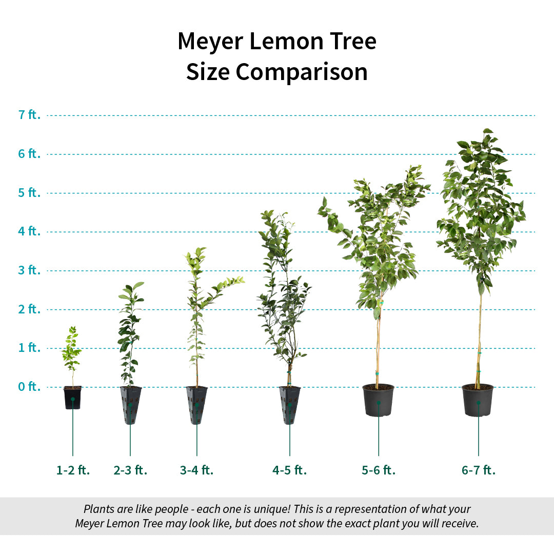 #7 - Meyer Lemon Tree