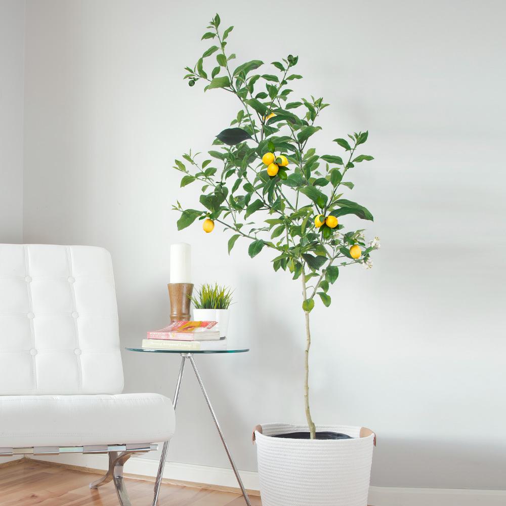 #2 - Meyer Lemon Tree