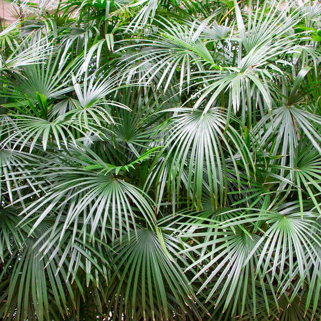 Needle Palm Trees For Sale Fastgrowingtrees Com