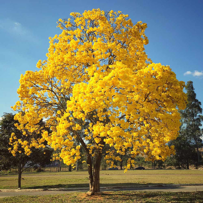 Yellow Trumpet Trees For Sale Fastgrowingtrees Com