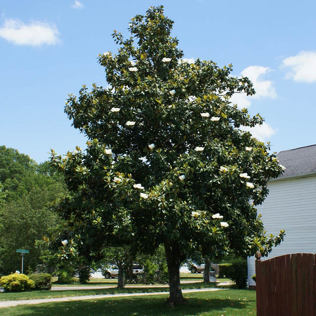 Southern Magnolias For Sale Fastgrowingtrees Com