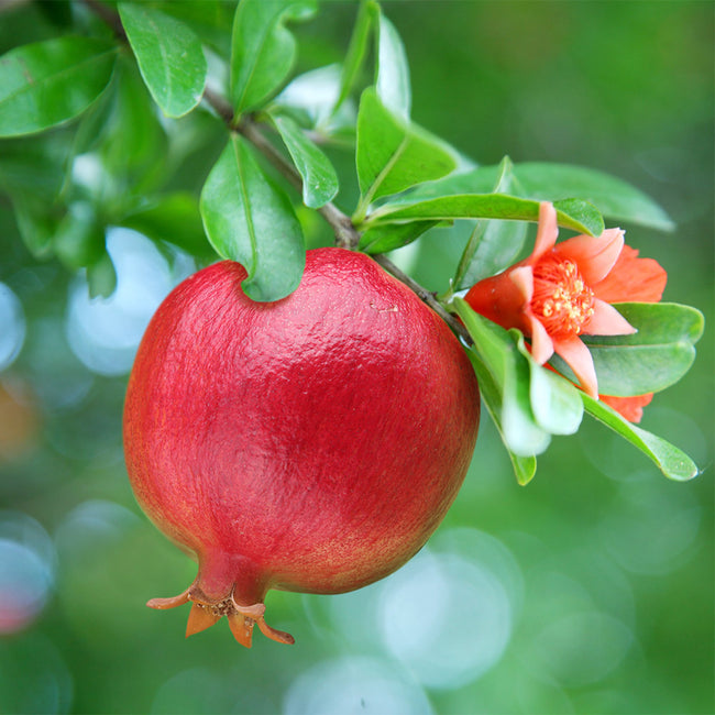 Texas Pink Pomegranate Trees For Sale Fastgrowingtrees Com