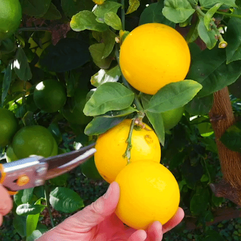 #6 - Meyer Lemon Tree