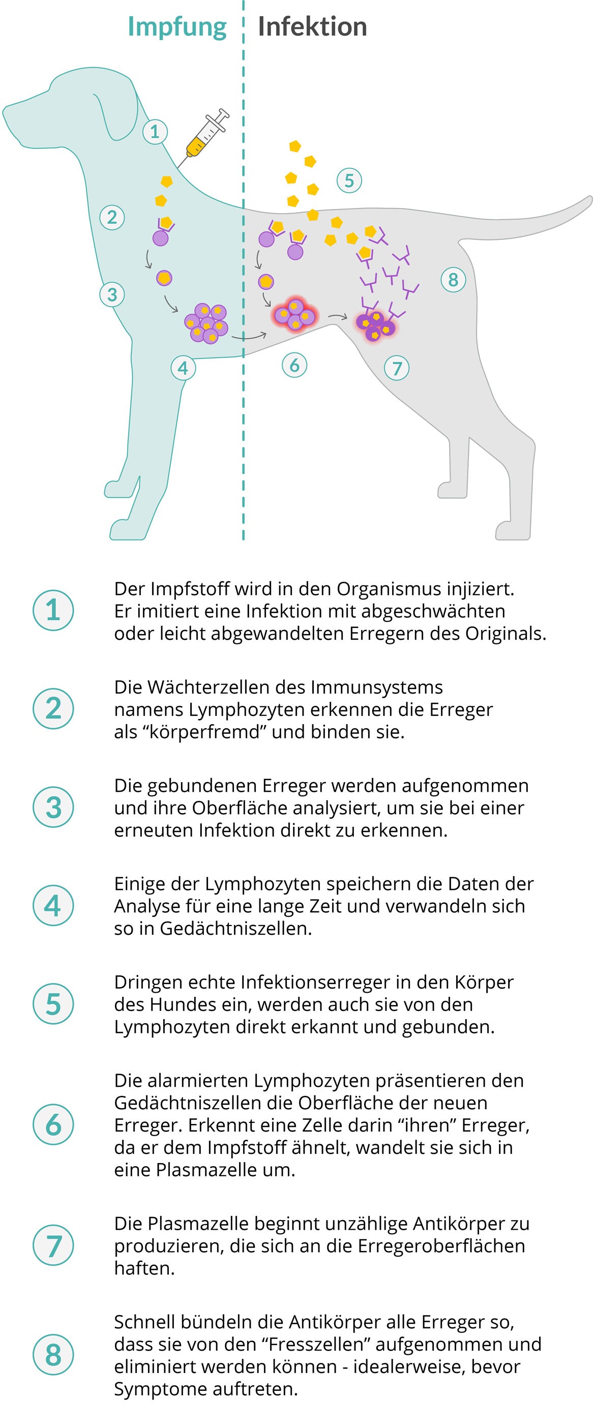 Impfen Hund Schutze Deinen Vierbeiner Ab Jetzt