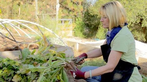 Horseradish How To Plant Harvest And Serve It Organic Gardening Grow Organic