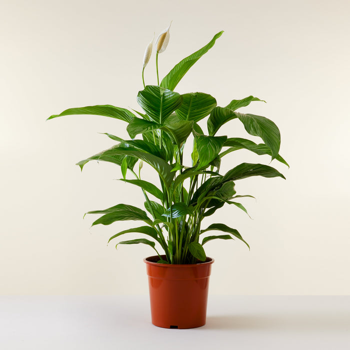 Spathiphyllum 100cm Livraison Plantes D Interieur Flowy France