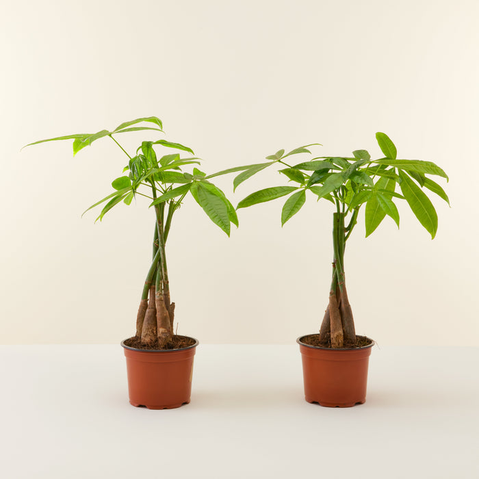Duo De Pachiras Aquatica Livraison Plantes D Interieur Flowy