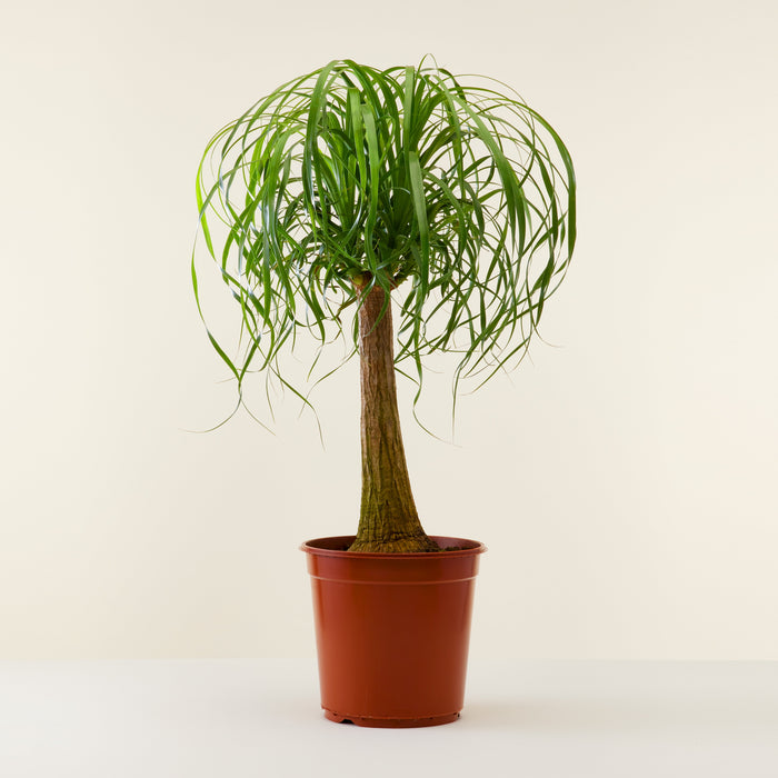 Beaucarnea The Elephant Foot Delivery House Plants Flowy