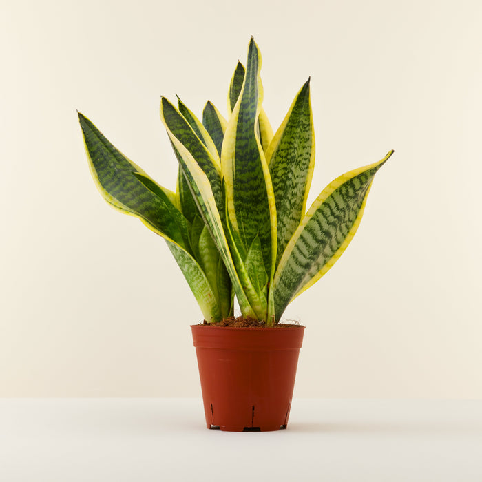 Langue De Belle Mere Sansevieria Laurentii Livraison Plantes D Interieur Flowy France