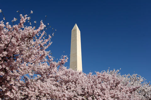 All About Cherry Blossoms Facts And Planting Tips Brighterblooms Com