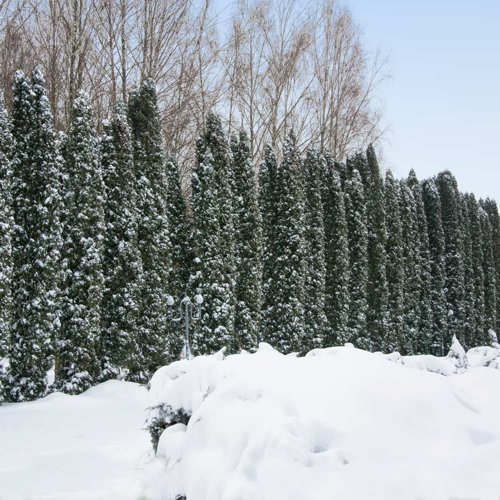 Taylor Juniper Trees For Sale Brighterblooms Com