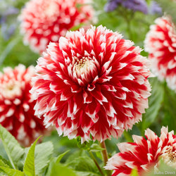 Noel Dahlias Order Your Dahlia Tubers Online Bulbs Direct Nz