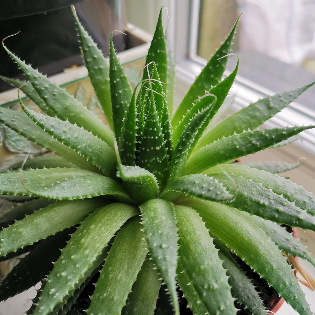 Petals To Avoid If You Have Pets Floraly