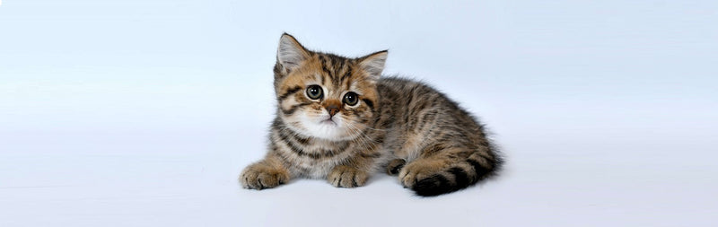 Comment Nourrir Son Chaton Tomojo