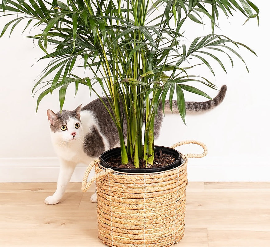 Pet Friendly House Indoor Plants For Cats Dogs Lively Root