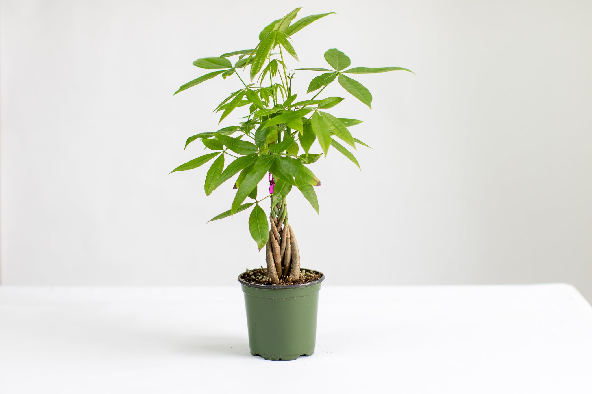 How To Care For Your Money Tree Lively Root