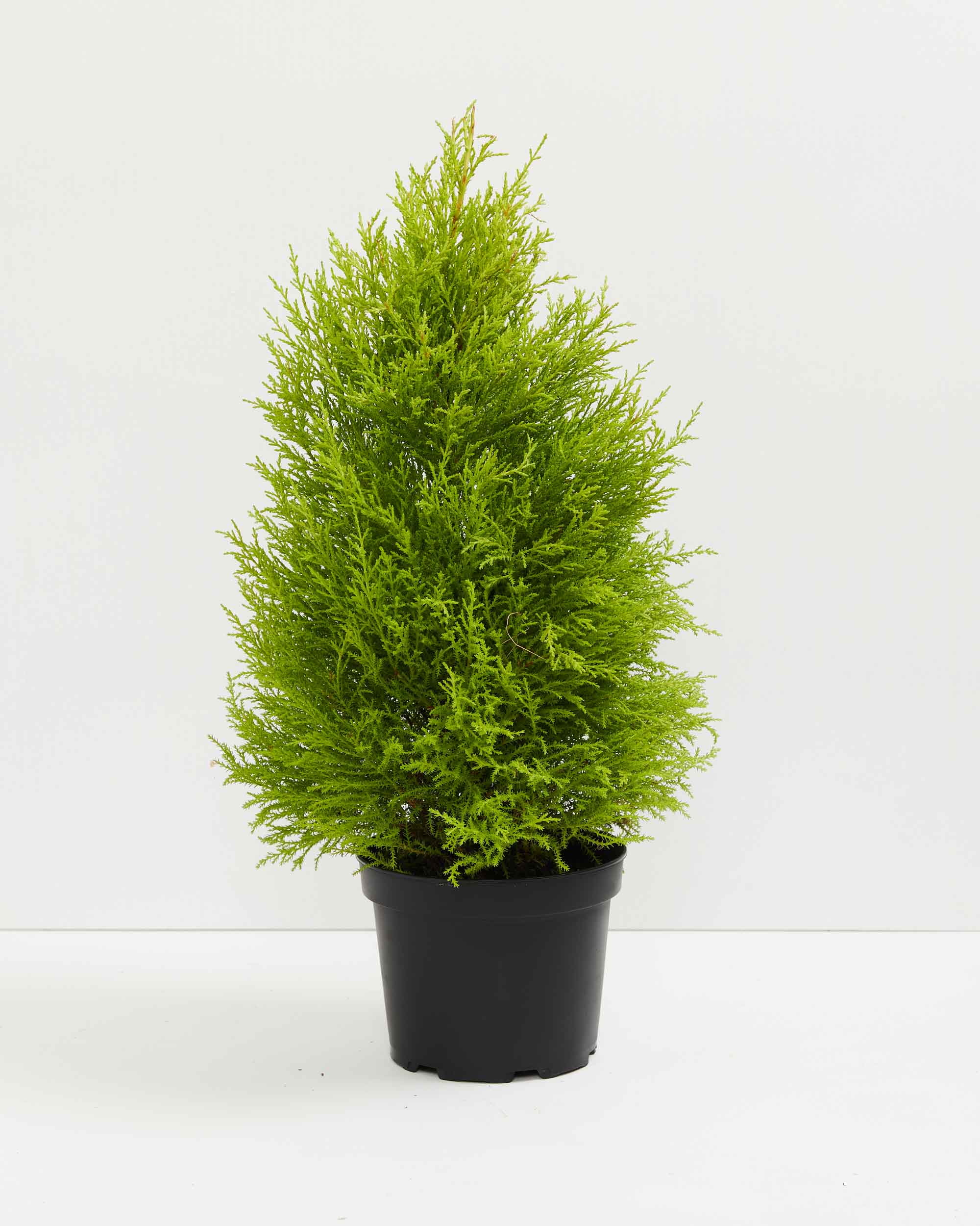 Lemon Cypress Christmas Tree Holidays Lively Root