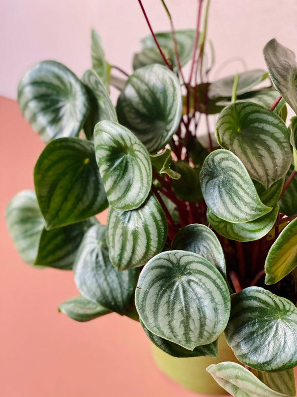 Watermelon Peperomia Best Peperomia Pet Friendly Plant Lively Root