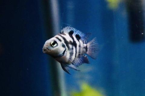 Polar Blue Parrot Convict Cichlid The Fish Room