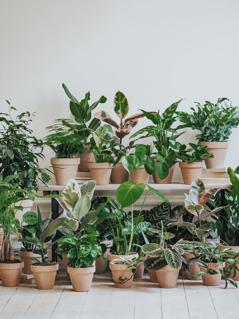 Kop Vaxter Online Hos Plantredo Kvalitet Fran Utvalda Odlare