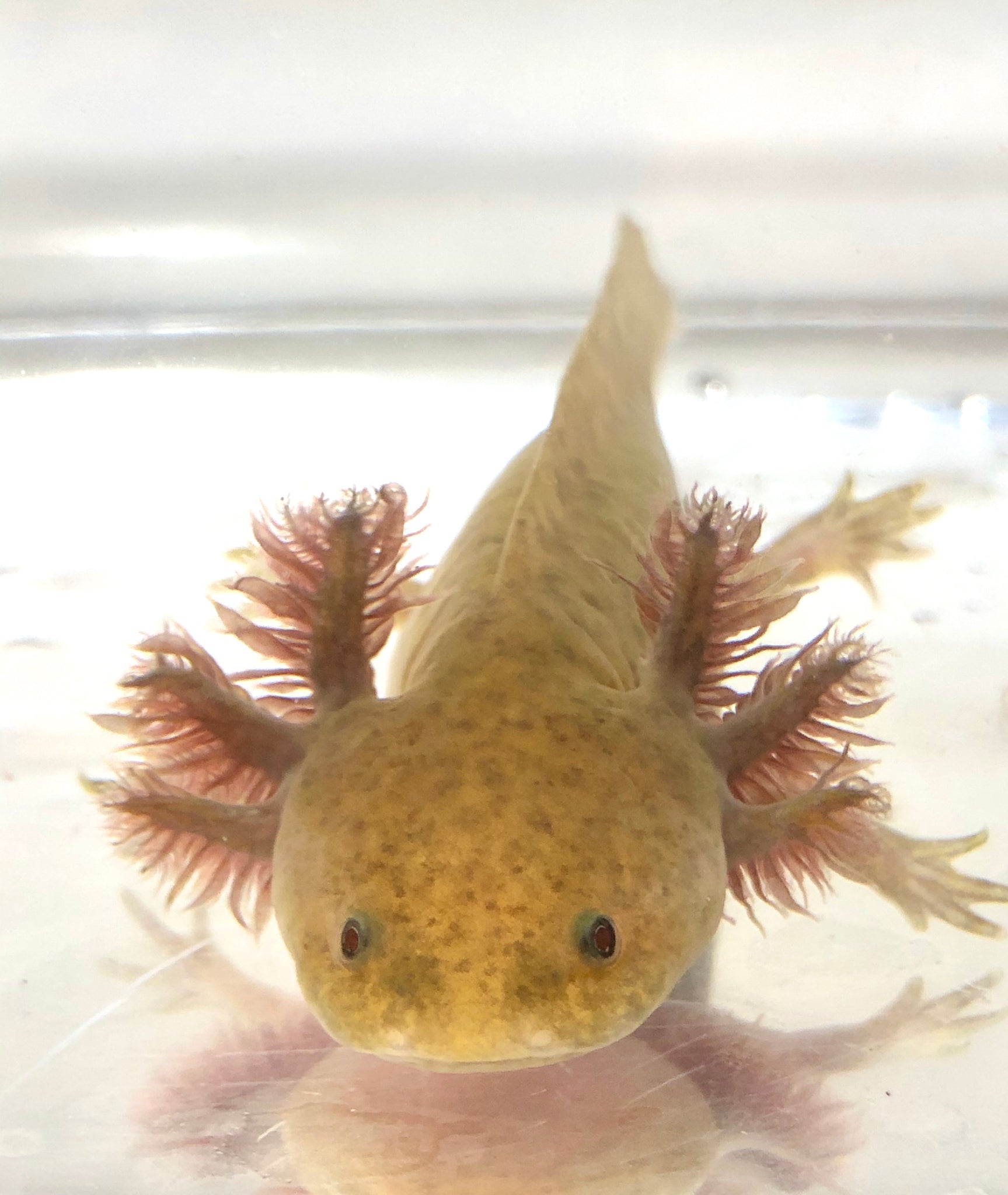 Copper Axolotl 2 Ivy S Axolotls Quality Pet Axolotls Since 2018