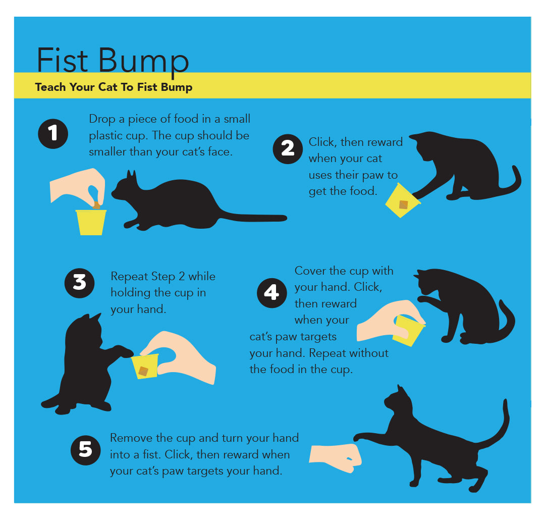 Cat School S Cat Training Tools