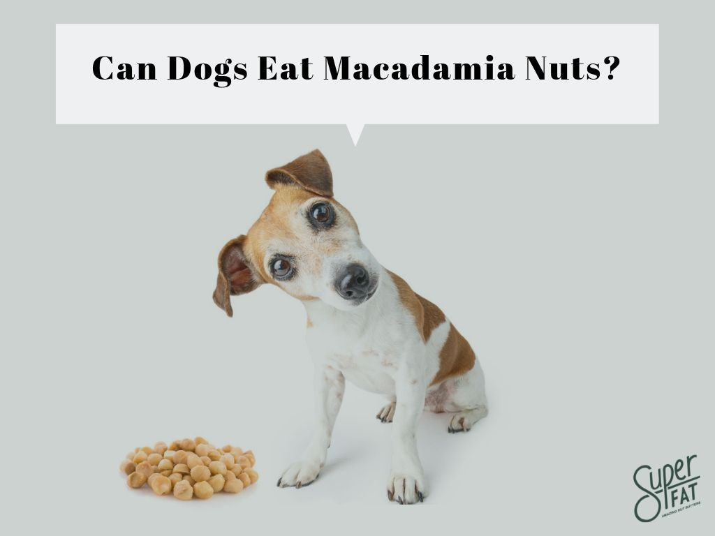 Can Dogs Eat Macadamia Nuts Are They Healthy Or Toxic
