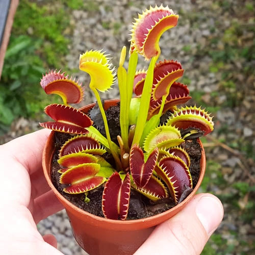 Venus Fly Trap Dente Buy Venus Fly Trap Plant Predatory Plants