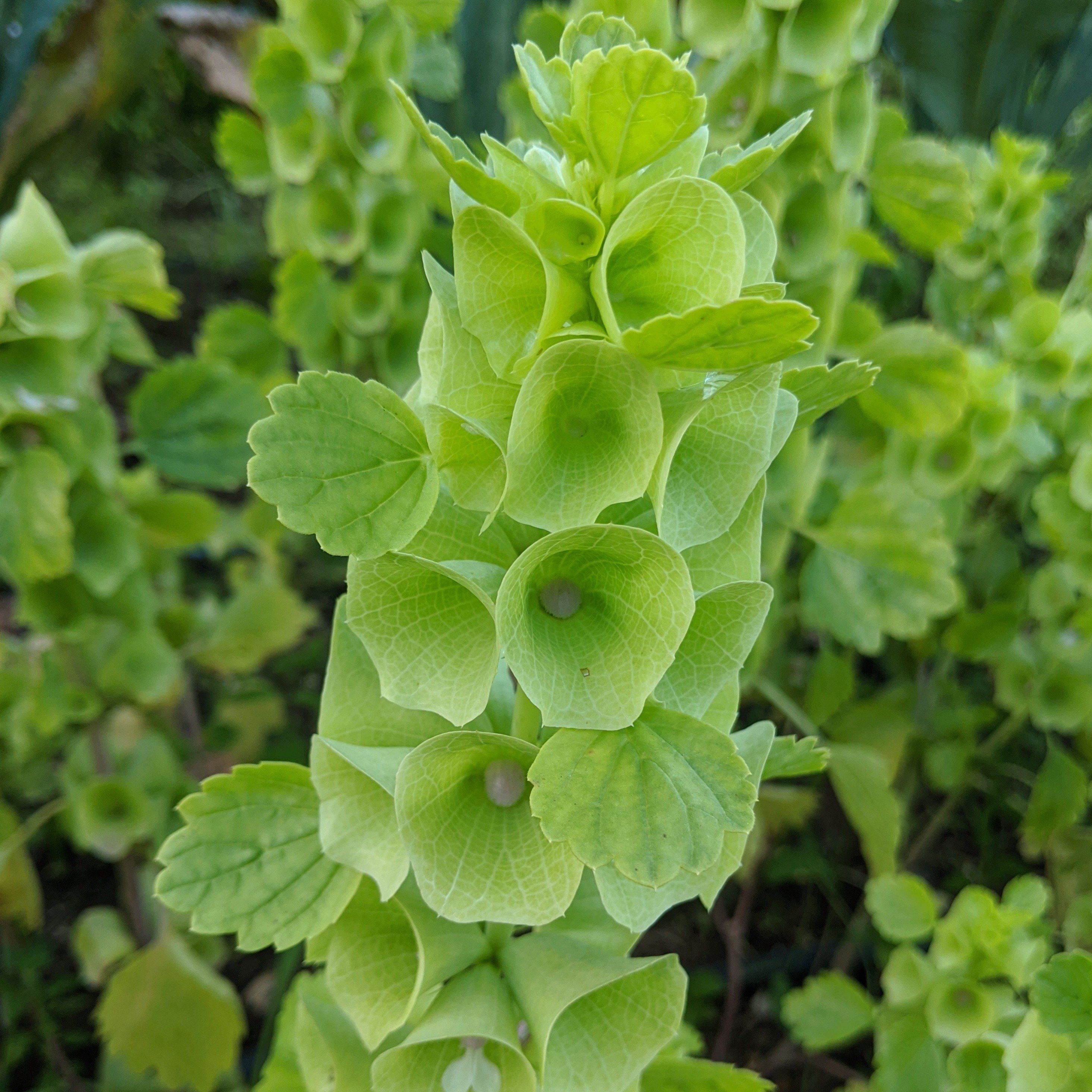 Pixie Bells Of Ireland Seed Hudson Valley Seed Company