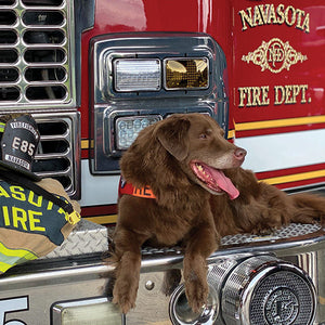 Project K 9 Hero Protecting Those Who Protected Us