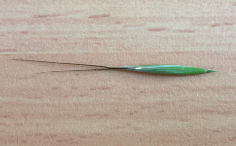 Grass Seed In A Dog S Paw Removal Symptoms Of Foxtails Epic Pet