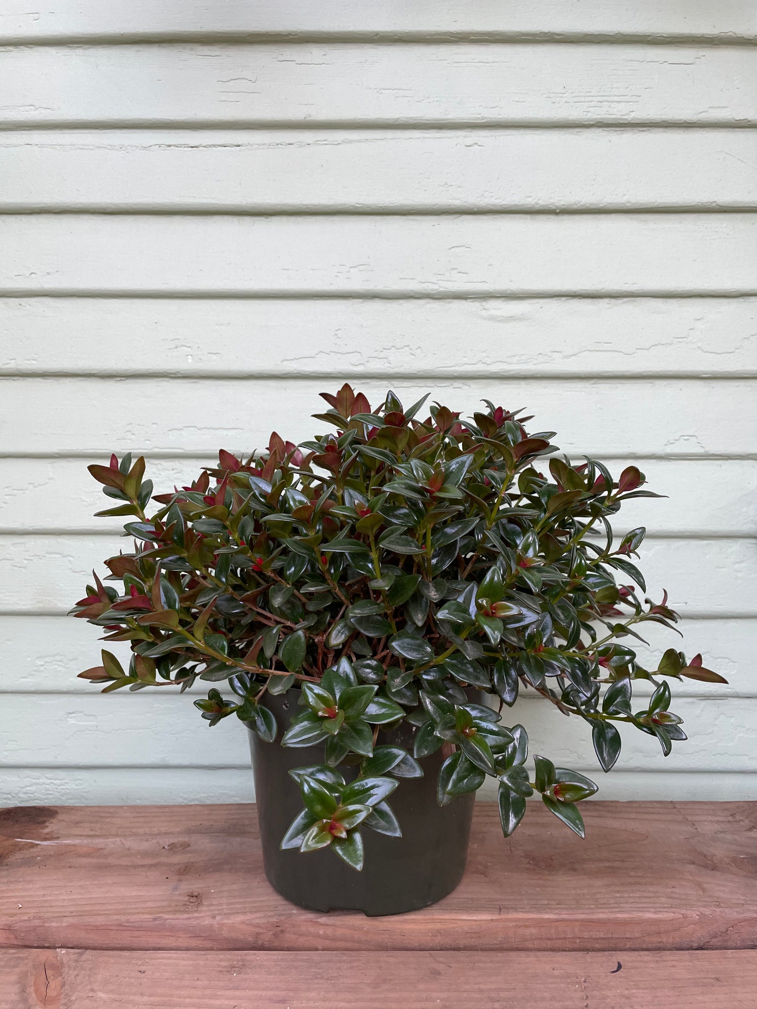 Columnea Nematanthus Black Goldfish Plant Mickey Hargitay Plants
