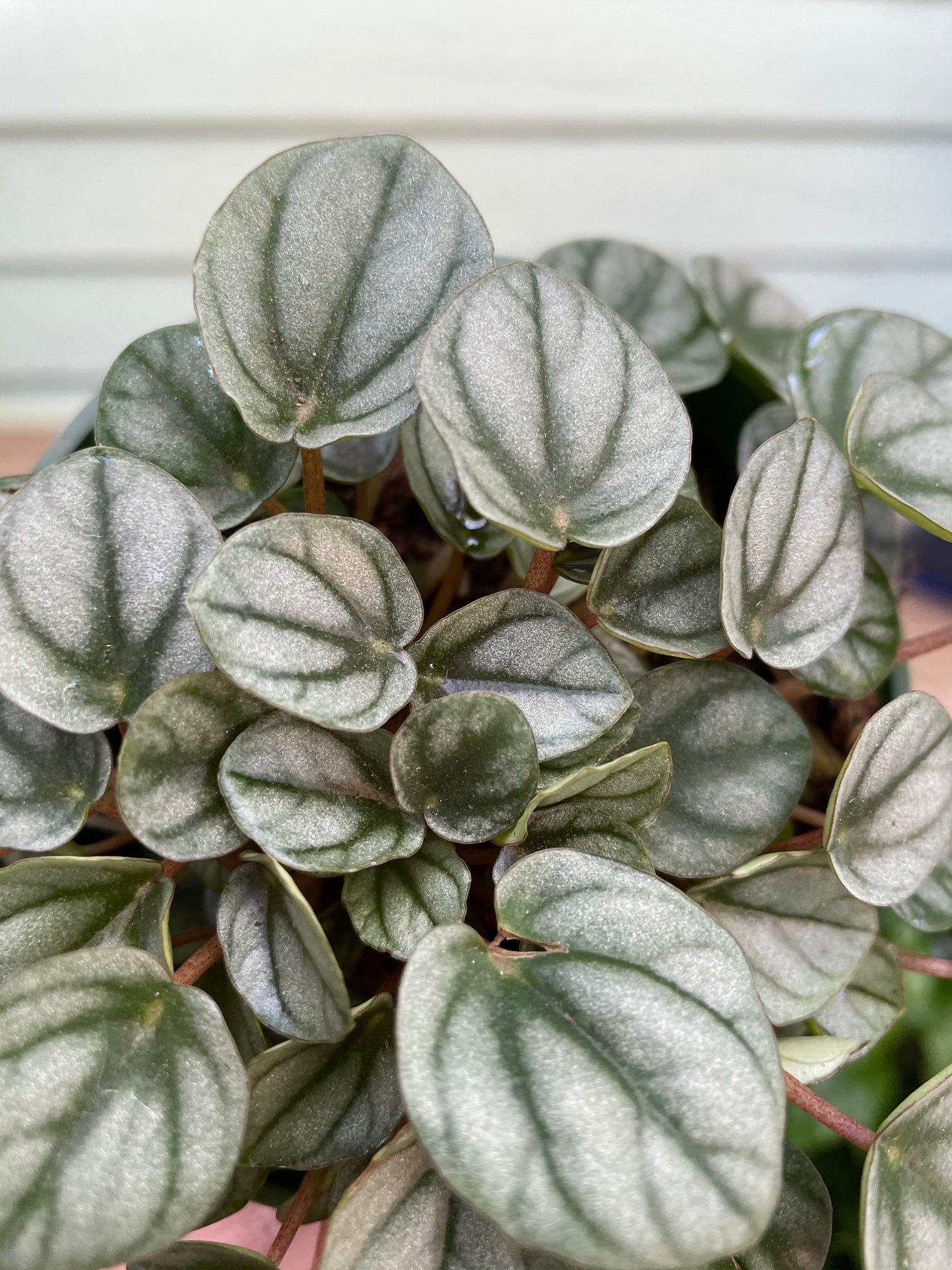 Peperomia Mini Frost Mickey Hargitay Plants