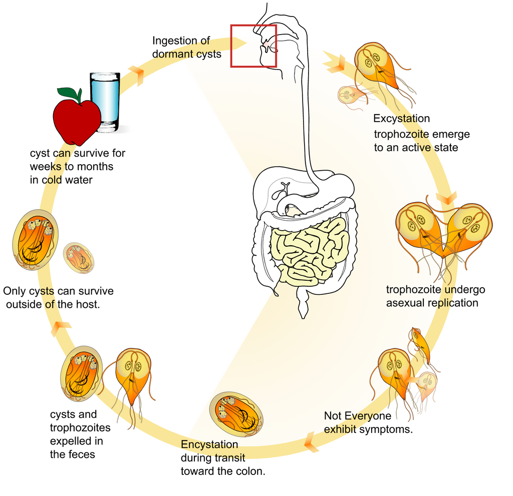 Giardia In Dogs And How To Help It Pet Honesty