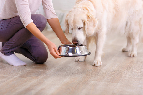 How Long Does It Take A Dog To Digest Food Pethonesty Pet Honesty