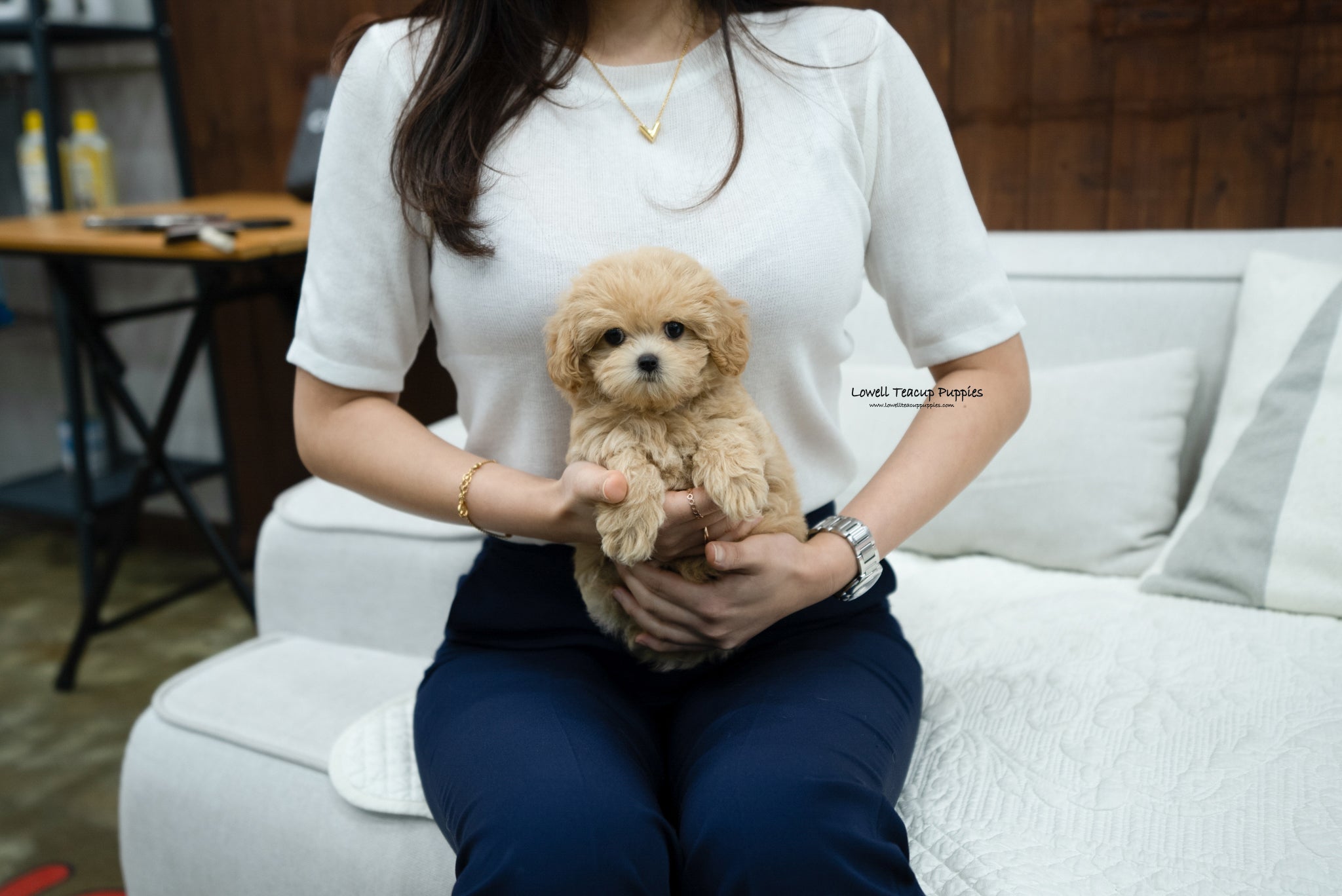 Teacup Maltipoo Female Kelly Lowell Teacup Puppies Inc