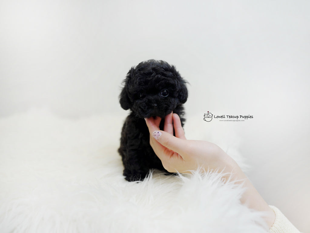 Sarah Burgess Teacup Poodle Female Pony Lowell Teacup Puppies Inc