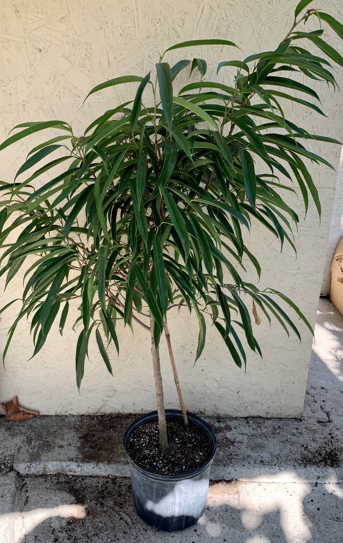 Ficus Alii Standard 14 Plant Material